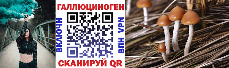 ссылка на мегу вход Кулебаки Псилоцибиновые грибы Cubensis цена